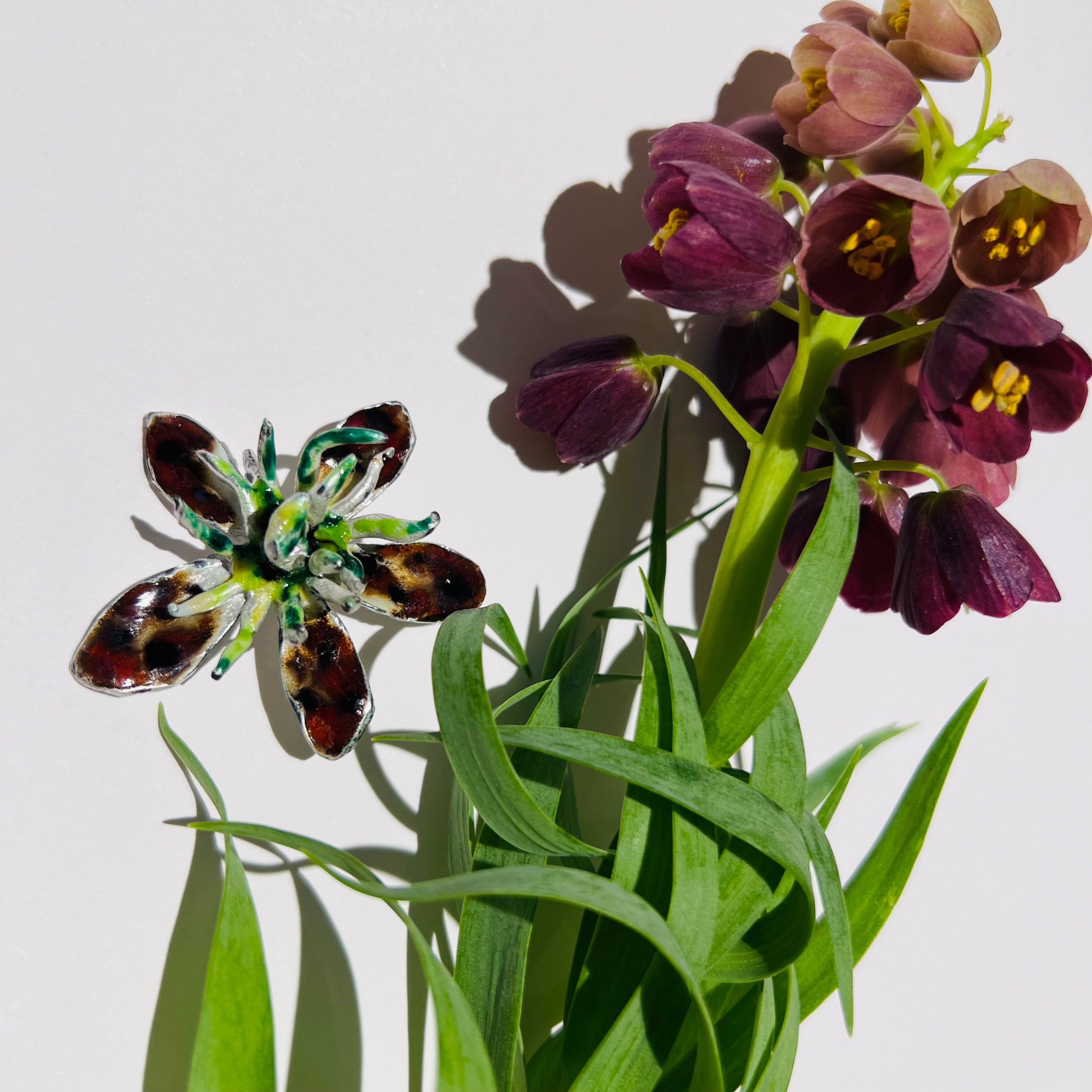 Leopardenblume